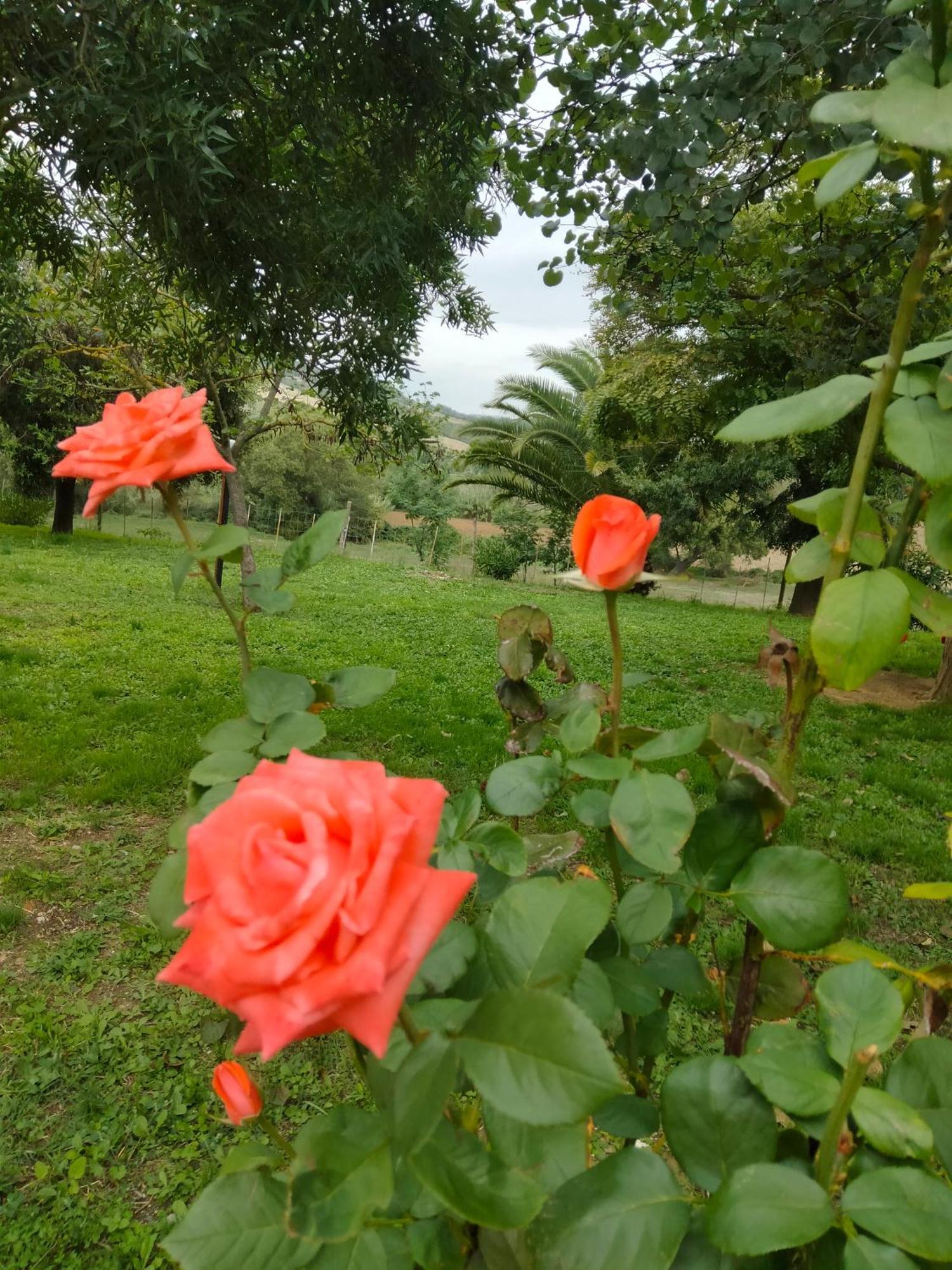 Agriturismo Da Remo マリアーノ・イン・トスカーナ エクステリア 写真